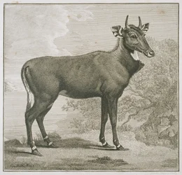 Planche du Nyl-ghan, gravée par James Basire (1730-1802)